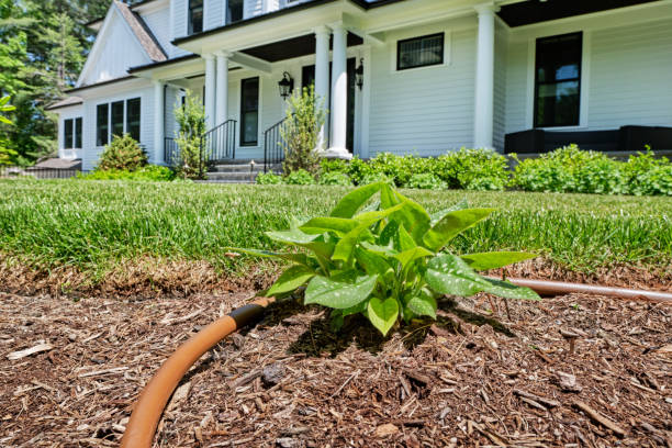 istock Drip hose irrigation in front garden 1494124415