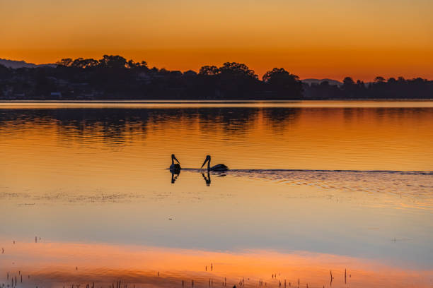 istock Beautiful orange coloured sunrise waterscape with two pelicans 1494126565