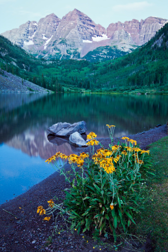 Yellow Flowers and Maroon Bells in the background. Seen before the sunrise.