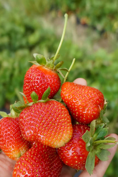 istock Handful of strawberries 1494131899