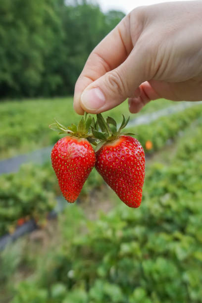 istock Strawberries in a farm 1494131924