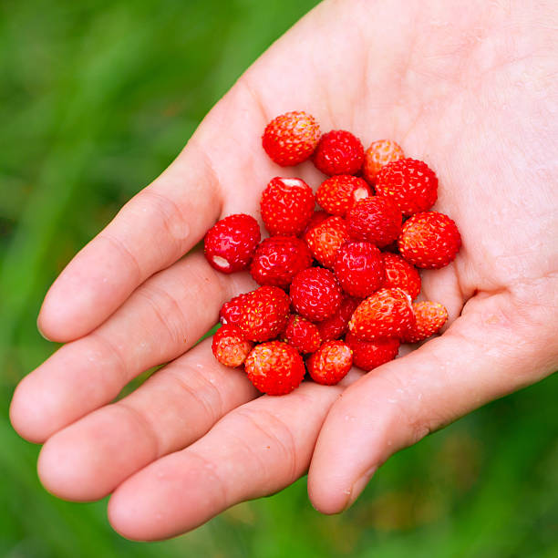 istock Handful of wild strawberries 149413354
