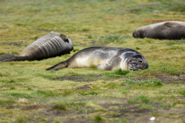 istock Young Elephant Seals on South Georgia Island 1494133615