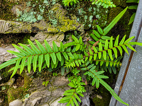 Polypodium, Pteris longifolia, long-leaved brake fern. Ferns grow on the mossy ground and walls