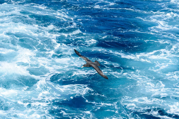 Southern Giant Petrel (Macronectes giganteus) flying over ocean wash behind a cruise expedition boat