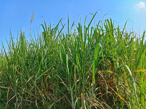 istock Sugar cane plants thrive on plantations 1494134720