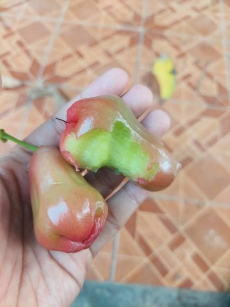 istock human hand holding a fresh Rose-Apple fruit just picked from the tree 1494135040