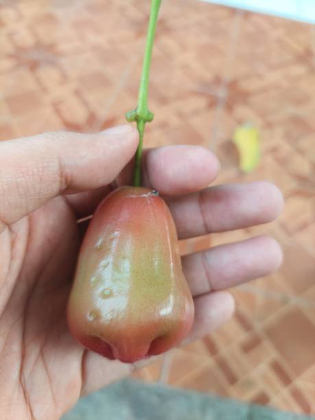 istock human hand holding a fresh Rose-Apple fruit just picked from the tree 1494136568
