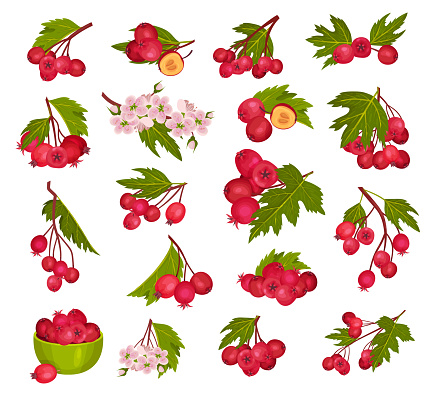 Hawthorn Berry Branches with Red Round Small Pome Fruits Big Vector Set. Wild Natural Antioxidant Plant for Eating