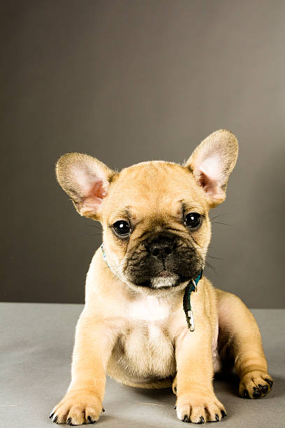 istock French Bulldog Puppy 149413797