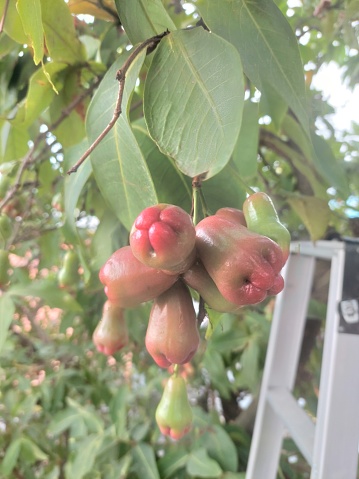 Rose-Apple Fruit tree that is entering a period of fruition. tropical fruits that are full of vitamins and healthy