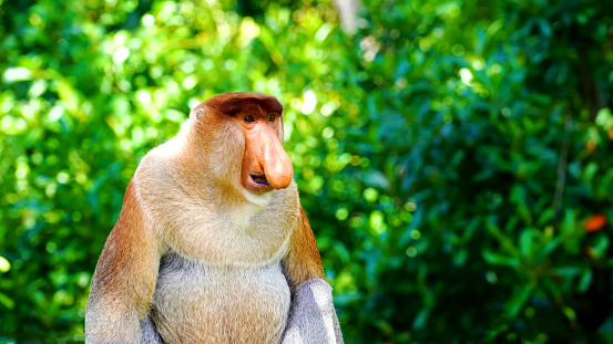 A family group of Proboscis monkeys sitting on a wooden platform in the rainforest