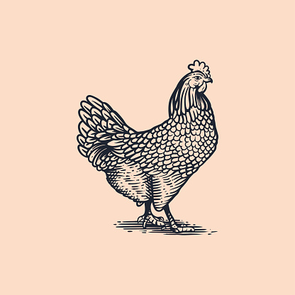 iLLUSTRATION VINTAGE CHICKEN SUITABLE FOR LOGO, PRINT DESIGN AND RELATED BUSINESS