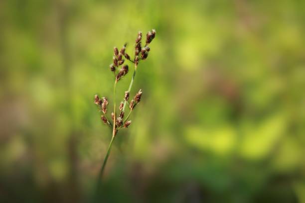 istock Wild grass flowers on a blurred background 1494144879
