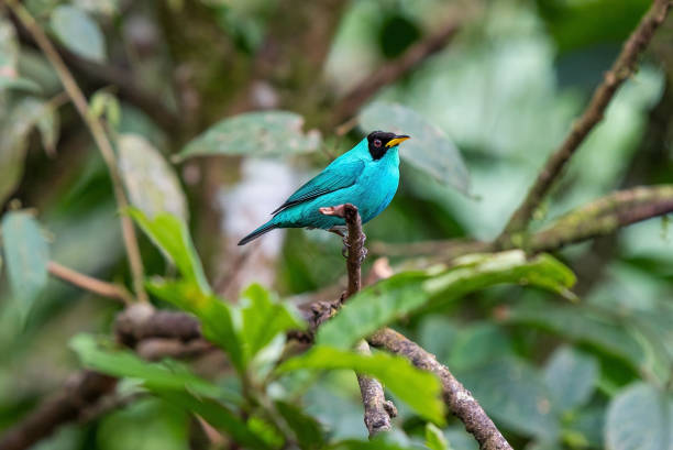 istock Green Honeycreeper, Mindo cloud forest, Ecuador 1494149074