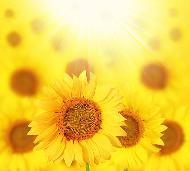 istock Full bloom sunflowers backlit by sun in a garden 149415003