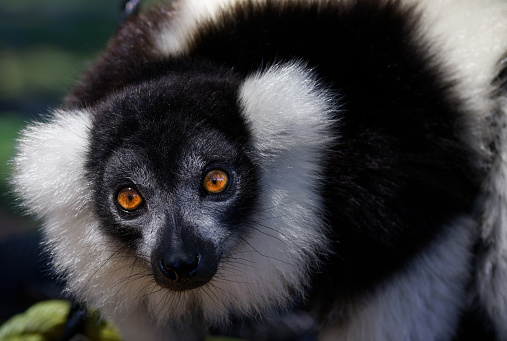 Black and White Ruffed Lemur Close-up