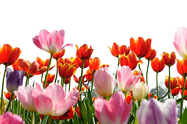 istock Field of tulip 149415186
