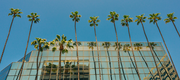 Hollywood, California. Palm trees and modern glass building, clear blue sky in the background