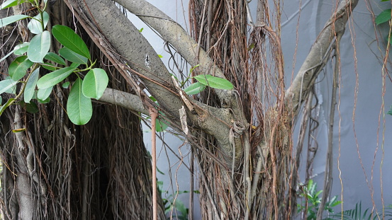 The roots of tropical plants from the stems or root hairs of trees