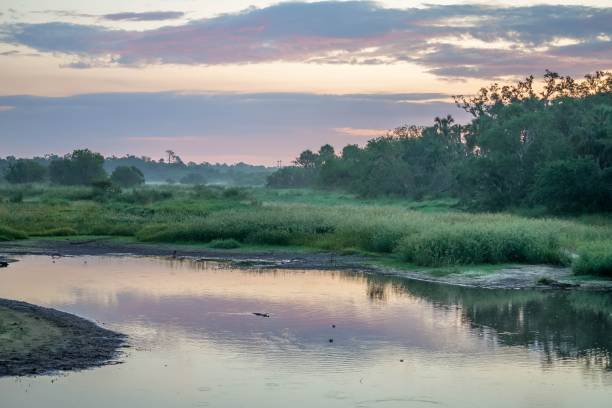 Mist and reflections on the waters of the Myakka River in Florida stock photo