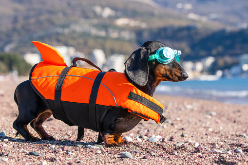 Dog in an orange life jacket, swimming goggles resolutely looks at sea. Safe swimming school for tot, children summer camp. Active wellness training with pet outdoors, nature. Water sports, holidays