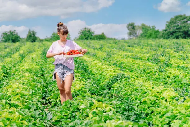 Strawberry plantation field,ripe red berries.Woman hands holding hands full of freshly picked strawberries,strawberry farm.Girl picking and eating strawberries on organic berry farm in summer.