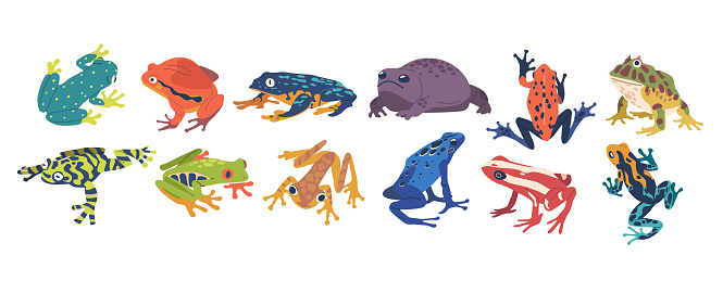 Collection Of Exotic Frogs Showcasing Vibrant Colors, Unique Patterns, And Diverse Species. Beautiful Tropical Animals, Diversity Of Fascinating Amphibians. Cartoon Vector Illustration