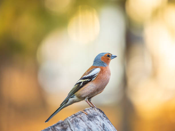 istock Common chaffinch, Fringilla coelebs, sits on a tree. Common chaffinch in wildlife. 1494157806