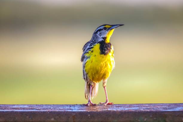 Eastern Meadowlark bird perched on a railing looking to right stock photo