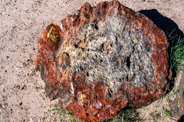 istock Petrified trees in Petrified Forest National Park 1494159474