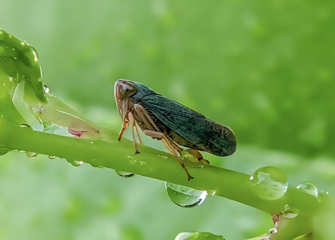 Close up of a leafhopper insect on a twig.