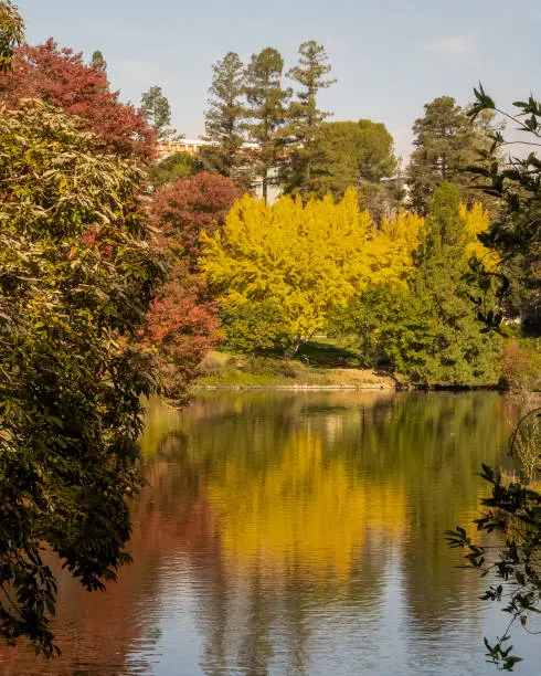 Photo of Autumn at UC Davis arobretum