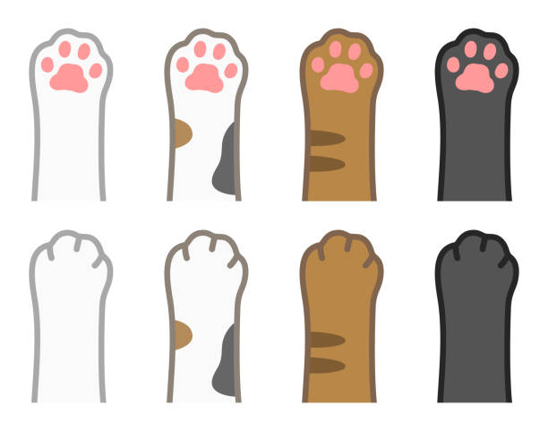 ilustrações, clipart, desenhos animados e ícones de patas de gato isoladas conjunto de ilustrações vetoriais. - mão de animal