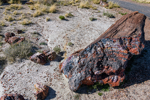 Beautiful colrs in Petrified Trees in Petrified Forest National Park