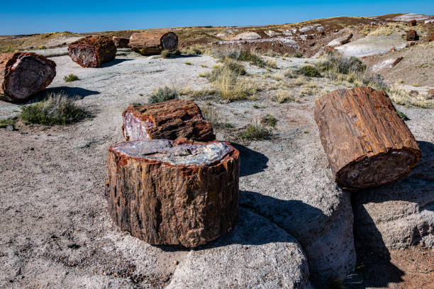 istock Petrified trees in Petrified Forest National Park 1494163685