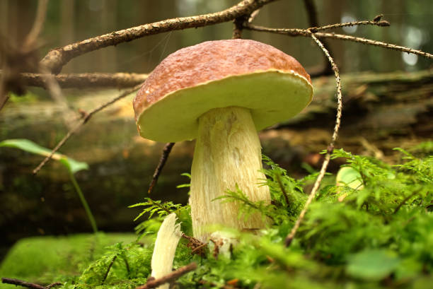 Wild Boletus mushroom growing in a forest stock photo