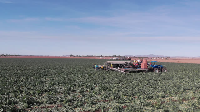 From the sky, the synchronized efforts of Mexican migrant workers are evident as they utilize tractors and farming machinery in a bustling cauliflower field.