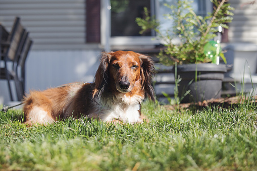 Cute long hair wiener dog lying in the grass on a summer day. 7 years old male, wiener dog, red and cream. Small breed. Selective focus.