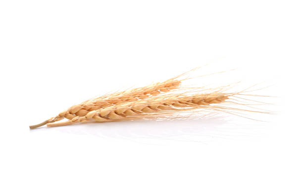 istock barley grains isolated on white background 1494171836