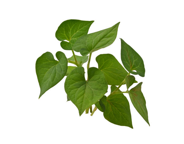 istock Plu Kaow leaf (Houttuynia cordata Thunb.) isolated on white background. 1494171842