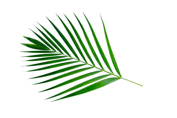 istock Green nature Palm leaf Coconut leaves on white background isolate with clipping path it easy to cut and edit. 1494178289