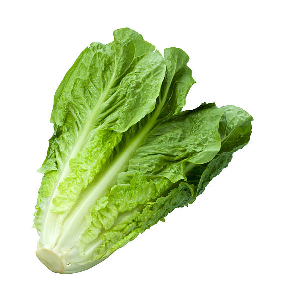 Fresh bunch of romaine lettuce isolated on white background stock photo