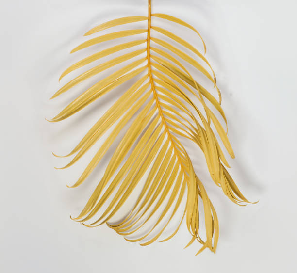 istock Tropical dry palm leaf isolated on white background 1494180612