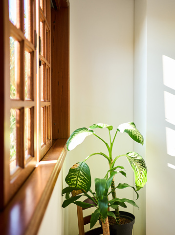 Leafy potted plants sitting together in sunlight shining through a window in a home