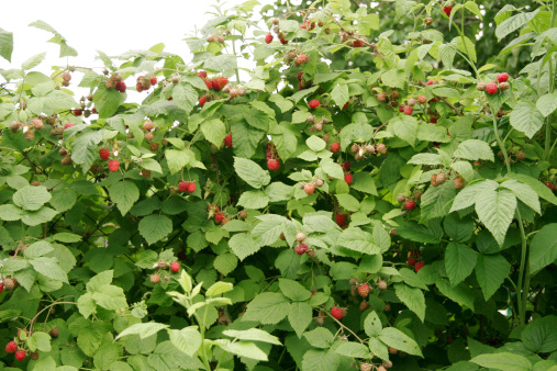 Bush of ripe, red raspberries