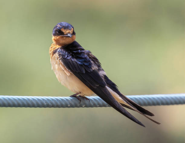 istock Barn Swallow Adult Female Perched on a Wire 1494183864