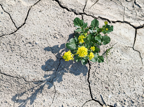 A dandelion sprouts from the dry and cracked soil. The concept of global warming and environmental protection.