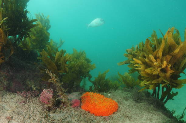 istock Orange Nipple Sponge Among Kelp 1494186403