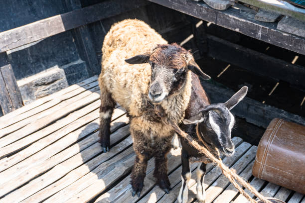 ovejas con cabeza manchada en blanco y negro jadeando al mediodía en verano - sheeps through time fotografías e imágenes de stock
